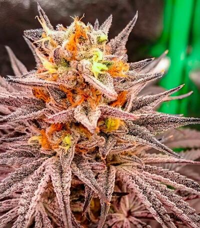 Семена сорта Lemon Cherry Runtz fem (FastBuds)