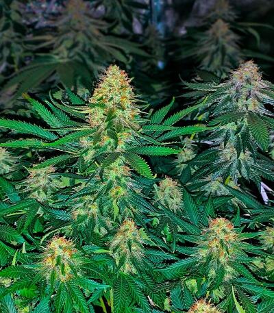 Семена сорта Louis XIII fem (7CH American)