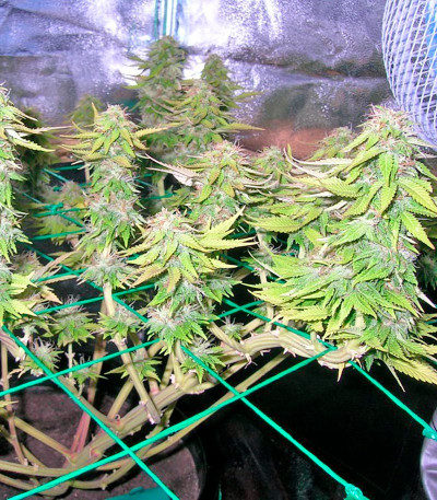 Семена сорта Mazar X White Rihno fem (World of Seeds)