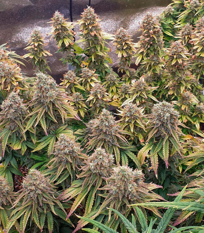 Семена сорта Sour Strawberry fem (Barney's Farm)