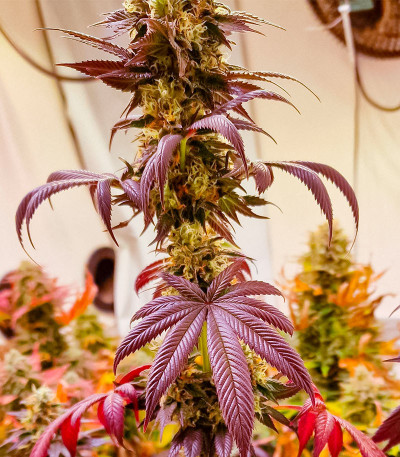 Семена сорта Jealousy fem (Original Sensible Seeds)