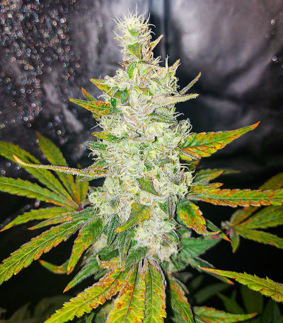 Семена сорта Monster Girl Scout Cookies fem (Monster Genetics)