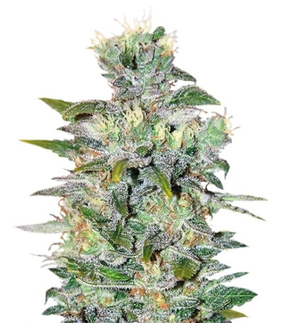 Семена сорта Space fem (World of Seeds)