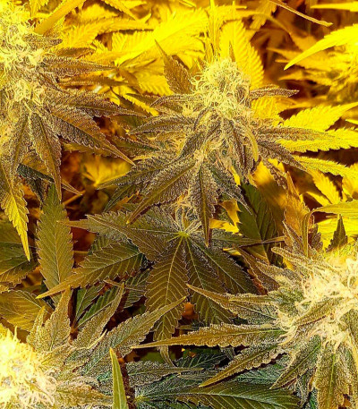 Семена сорта Appleberry fem (Sumo Seeds)