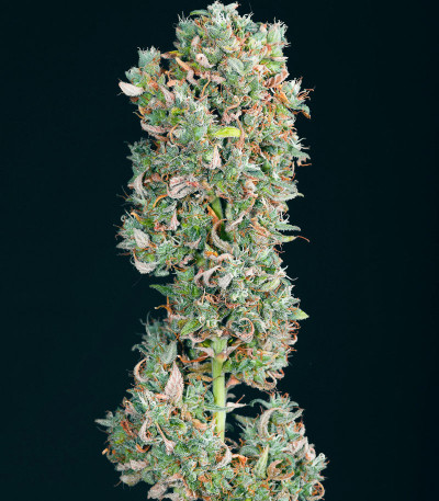 Семена сорта Big Satana Auto fem (Семяныч)