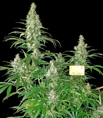 Семена сорта Kali Мist fem (Serious Seeds)