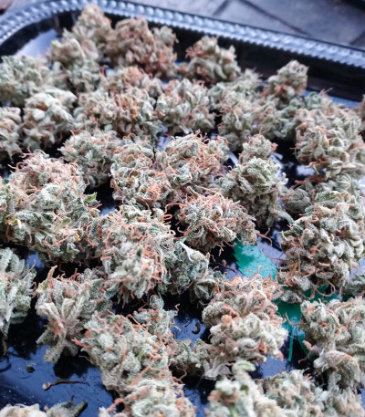 Семена сорта Original Cinderella Auto fem (FastBuds)