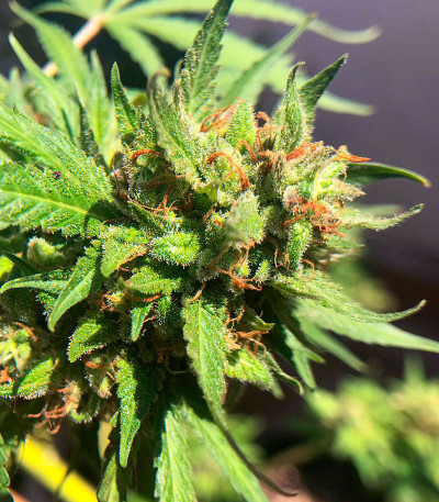 Семена сорта Soyuz OG Express fem (Kalashnikov Seeds)