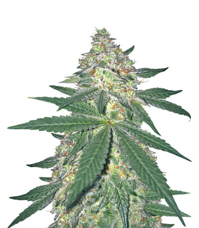 Семена сорта The New fem (Humboldt Seeds)