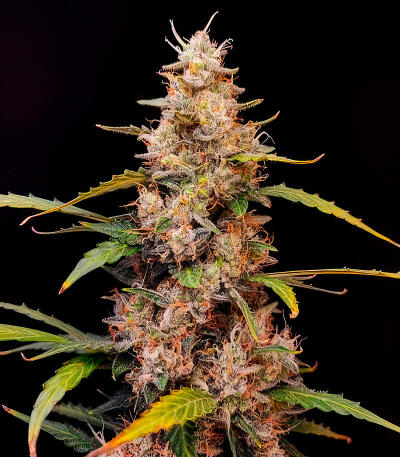 Семена сорта Ultimate Amnesia Haze Auto fem (Семяныч)