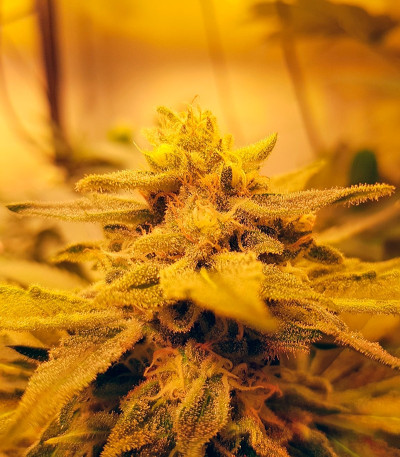 Сорт конопли Glueberry O.G.