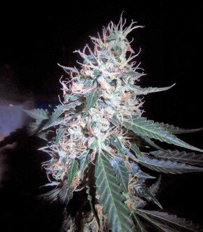 Семена сорта Jack Herer Auto fem (Green House Seeds)