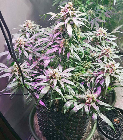 Сорт каннабиса King’s Kush Auto