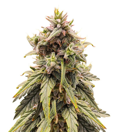 Семена сорта Apple Betty fem (Herbies Seeds)
