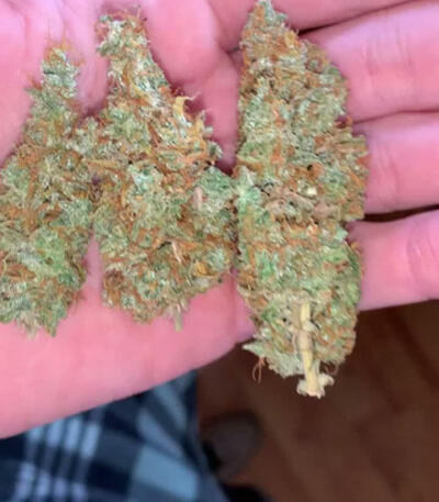 Семена сорта Rock Machine Auto fem (Doctor’s Choice)