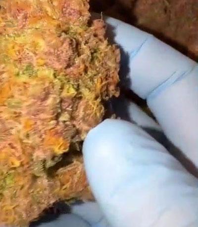 Семена сорта Cherry Cola Auto fem (FastBuds)