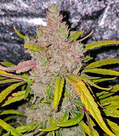 Семена сорта Banana Jealousy Auto RF3 fem (Ethos Genetics)