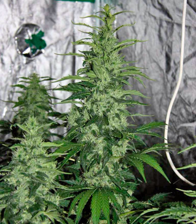 Семена сорта Chronic fem (Serious Seeds)