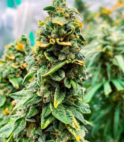 Семена сорта Wedding Crasher Auto fem (7CH Seeds & Advanced Seeds)