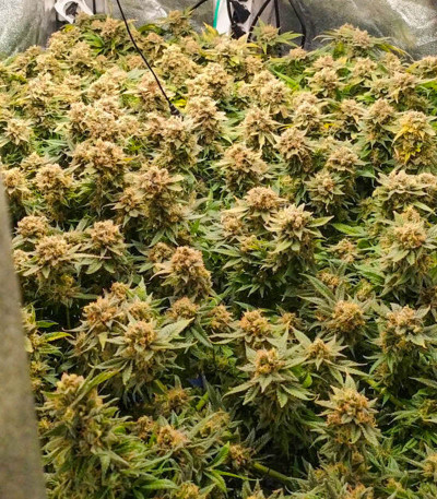 Семена сорта LSD fem (Семяныч)