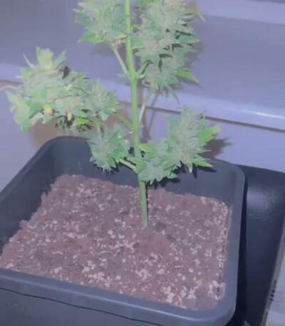 Семена сорта Lowryder Auto fem (Doctor's Choise)