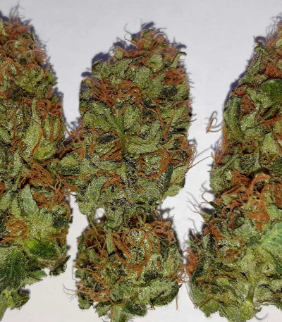 Семена сорта NHL Diesel fem (Victory Seeds)