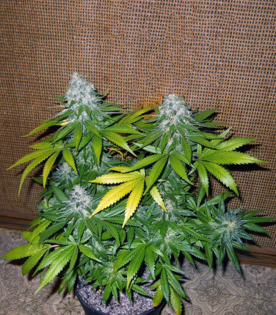 Семена сорта 8 Ball Kush fem (Barney's Farm)