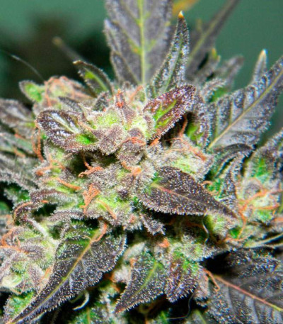 Семена сорта AK-49 fem (Vision Seeds)