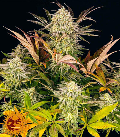 Семена сорта Blue Sunset Sherbert fem