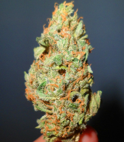 Семена сорта El Alquimista fem (Samsara Seeds)