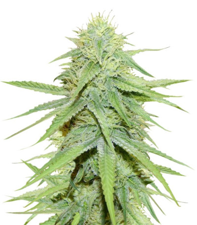 Семена сорта Grand Master Kush reg (Sumo Seeds)