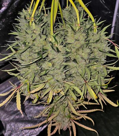 Семена сорта Banana Jealousy Auto RF3 fem (Ethos Genetics)
