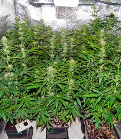 Сорт каннабиса Freddy's Best