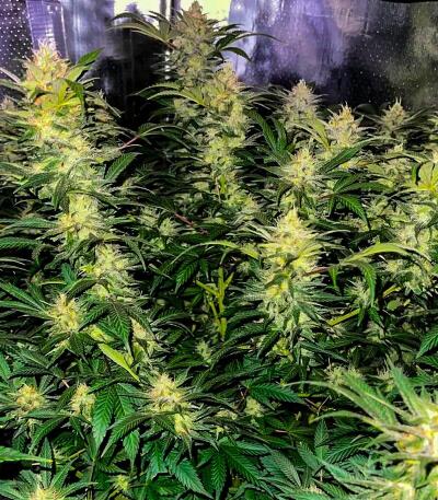 Семена сорта Ultimate Afghan Auto fem (Семяныч)