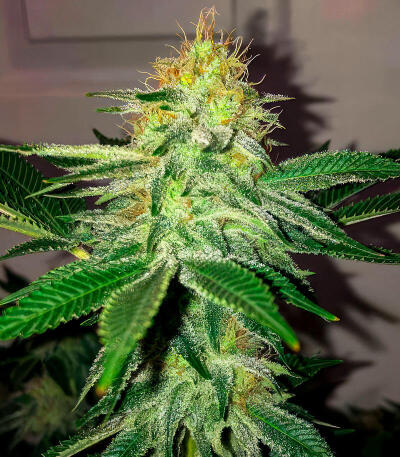 Семена сорта Ultimate Afghan Auto fem (Семяныч)