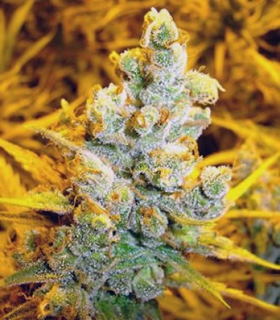 Семена сорта No Name fem