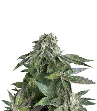 Семена сорта Blueberry Auto fem (Trikoma Seeds)