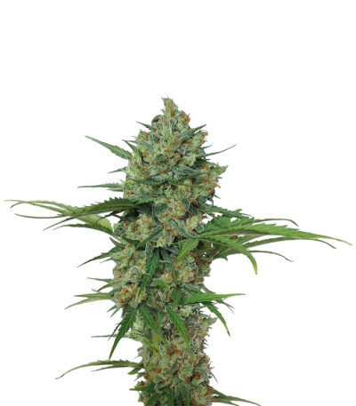 Семена сорта Northern Express Auto fem