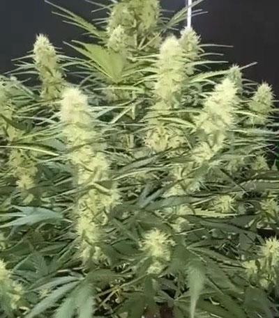 Семена сорта Godzilla Original Glue GG#4 fem (Herbies Seeds)