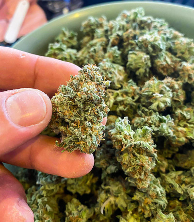 Семена сорта AK 47 Fast Version fem (Семяныч)