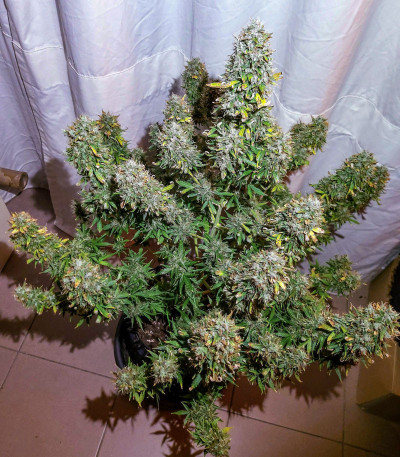 Семена сорта Auto Euforia fem (Dutch Passion)