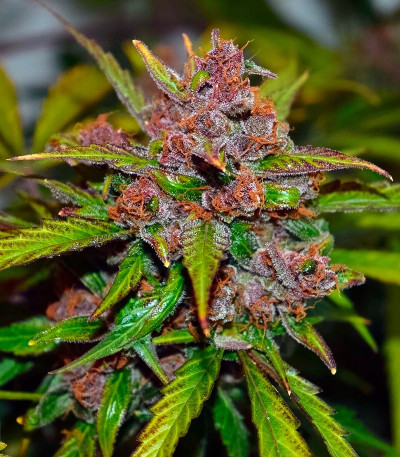 Семена каннабиса Auto Frisian Dew