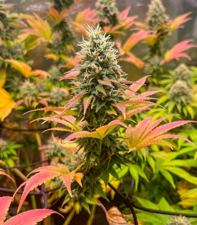 Семена сорта Gelato #45 fem (Barney's Farm)