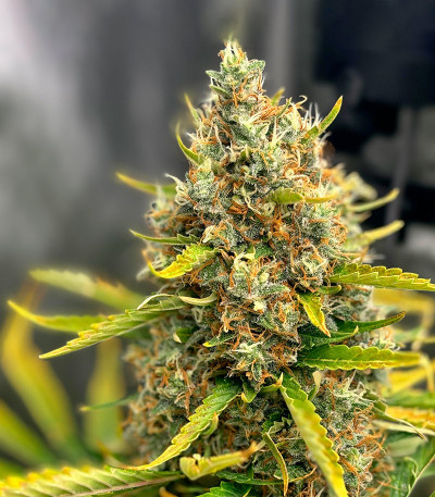 Семена сорта Gorilla Berry Auto fem