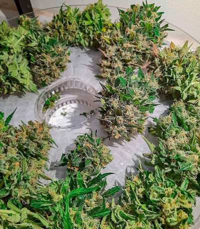 Семена сорта Mandarin Thuggee Auto fem (AlphaFem Seeds)