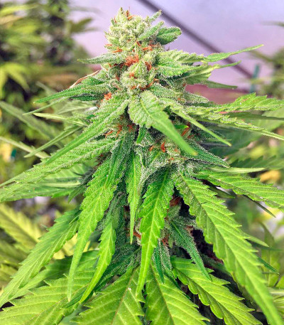 Семена сорта Raspberry Cough fem (Nirvana Seeds)