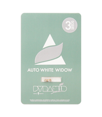 Семена сорта Auto White Widow fem (Pyramid Seeds)