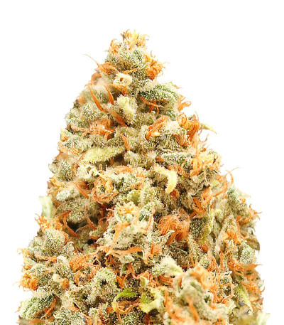 Семена сорта Monster Profit fem (Heavyweight Seeds)