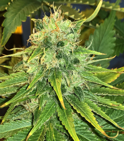Семена сорта American Pie fem (Pyramid Seeds)