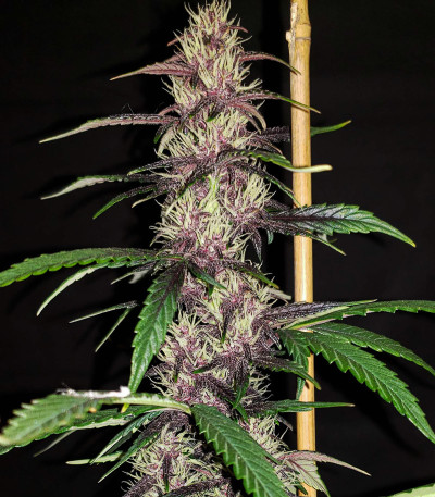 Семена сорта Auto Blackberry Kush fem (Dutch Passion)